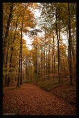 Unberührter Herbstwald!