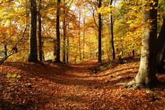 unberührter Waldweg 