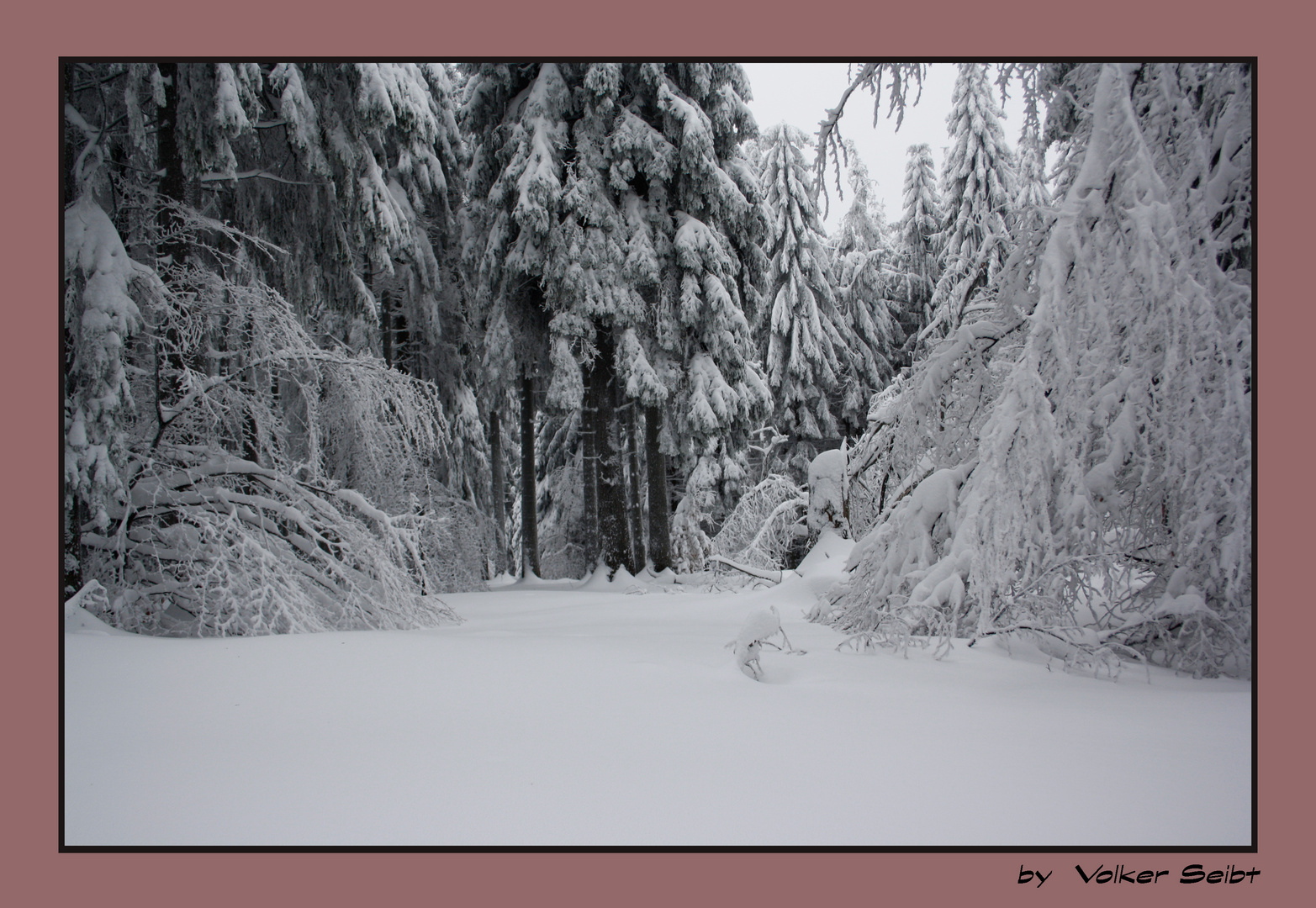 unberührter Winterwald