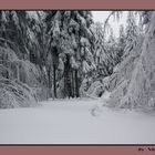 unberührter Winterwald