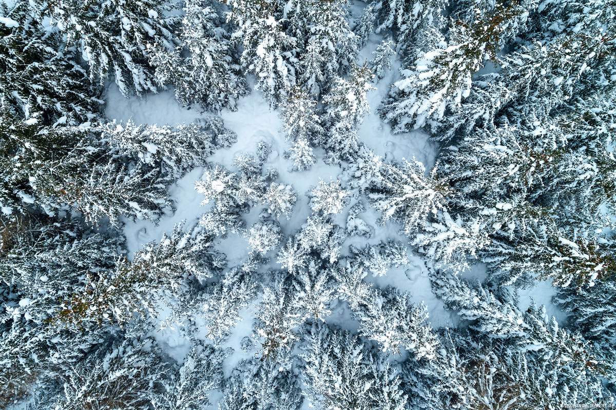 Unberührter Winterwald