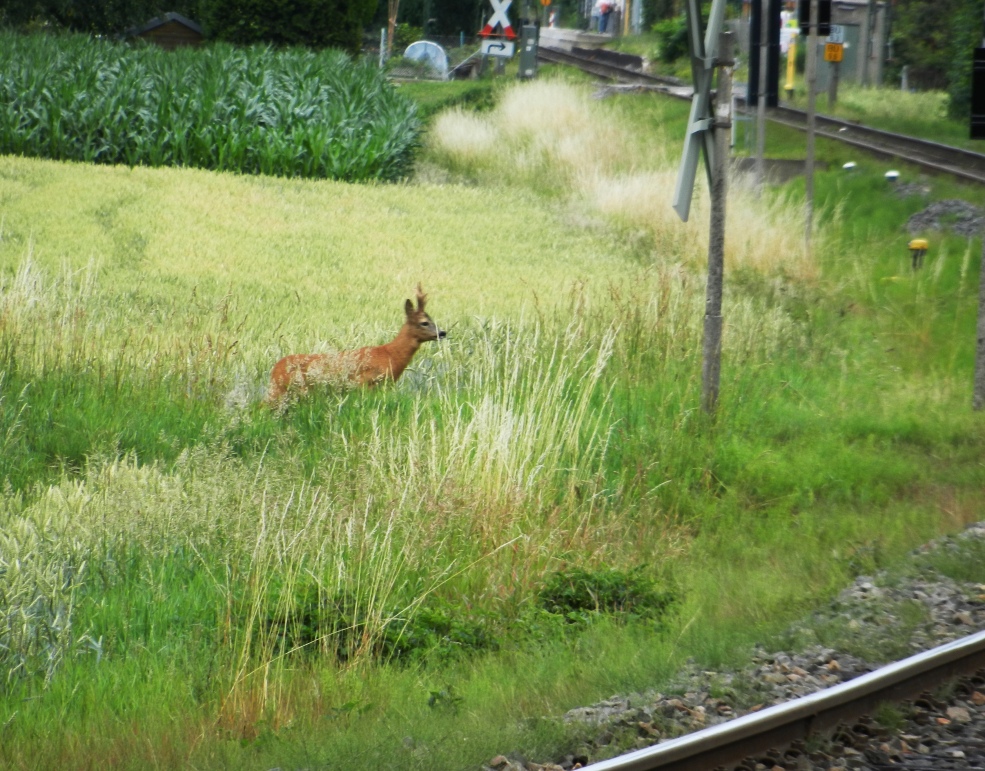 unbeschrankter bahnübergang