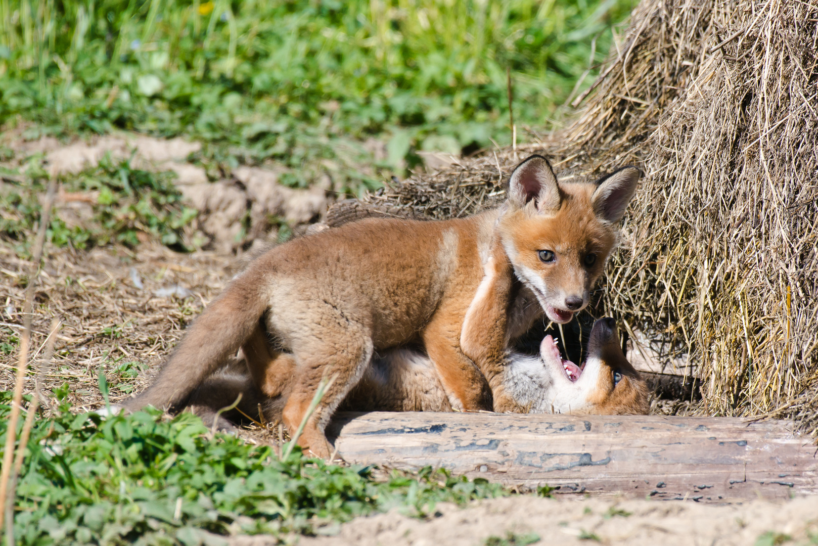 Heimliche Stars Im Zoo Berlin Stadtereisen Mit Kindern Freizeitpark Und Kinder Museum