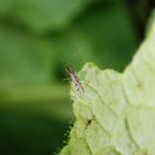 Unbeständiger Schmalhans (Dicyphus errans)