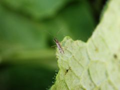 Unbeständiger Schmalhans (Dicyphus errans)