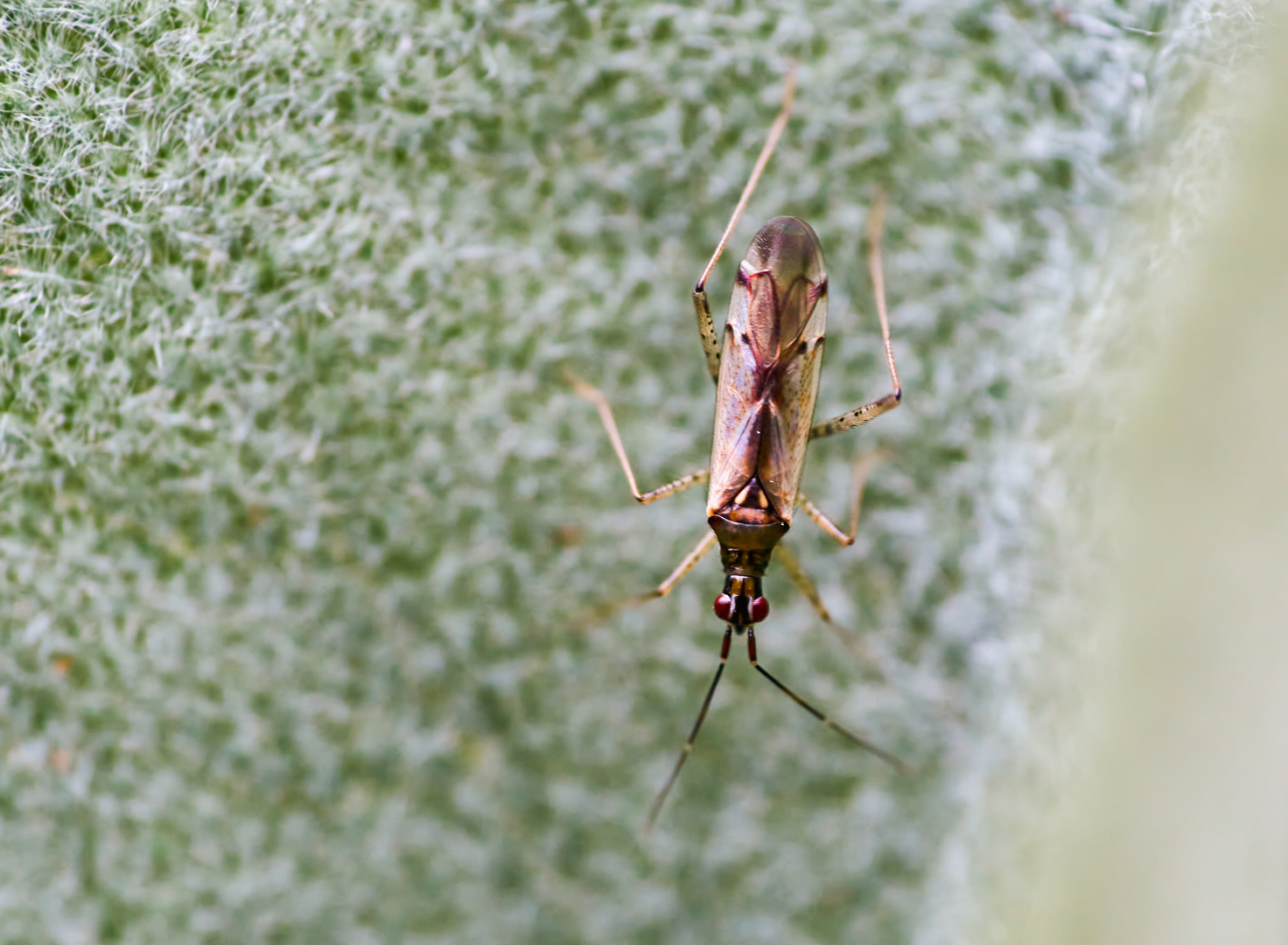 Unbeständiger Schmalhans (Dicyphus errans)