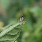 Unbeständiger Schmalhans (Dicyphus errans)