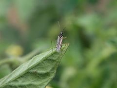 Unbeständiger Schmalhans (Dicyphus errans)