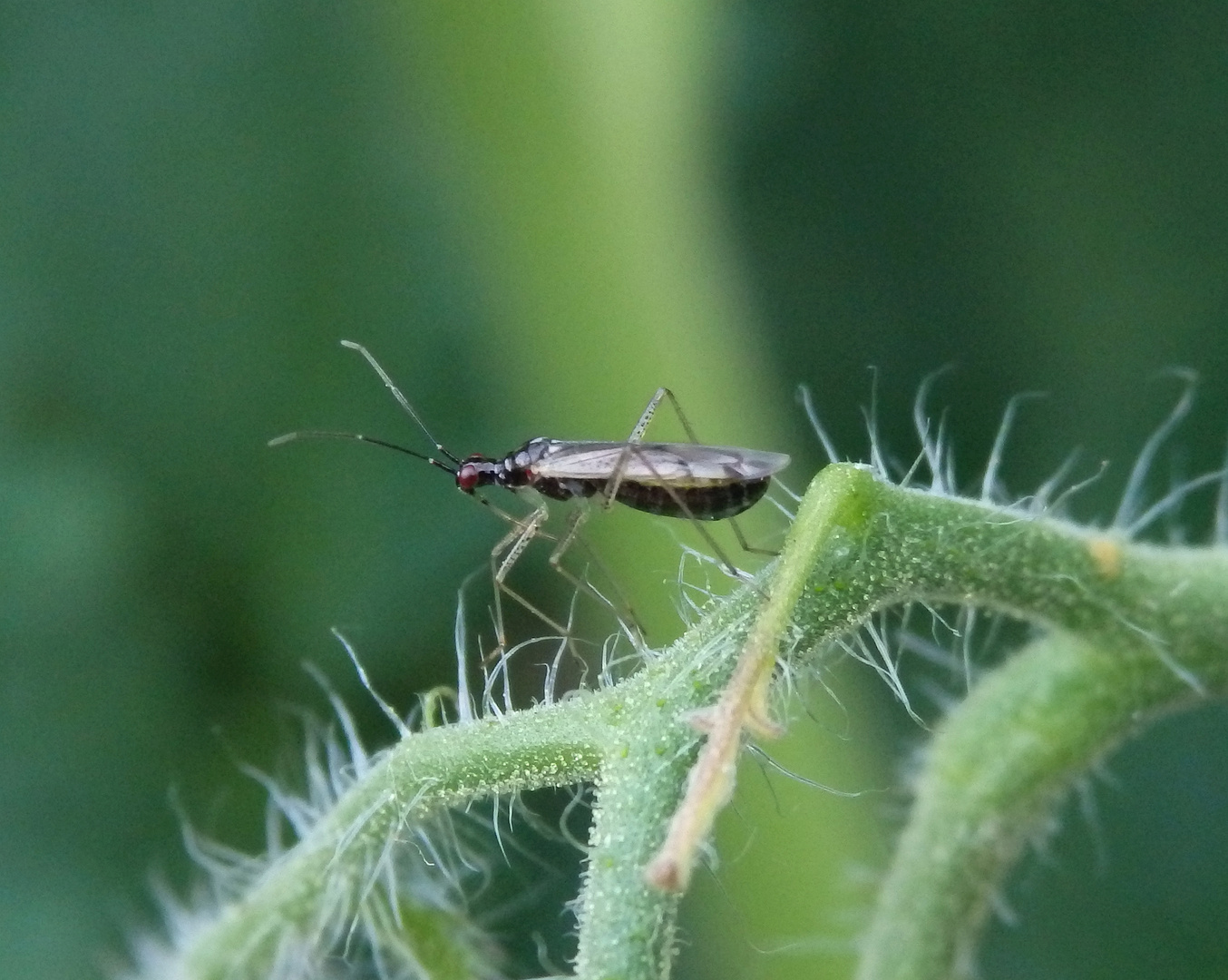 Unbeständiger Schmalhans (Dicyphus errans)