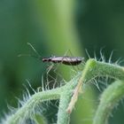 Unbeständiger Schmalhans (Dicyphus errans)