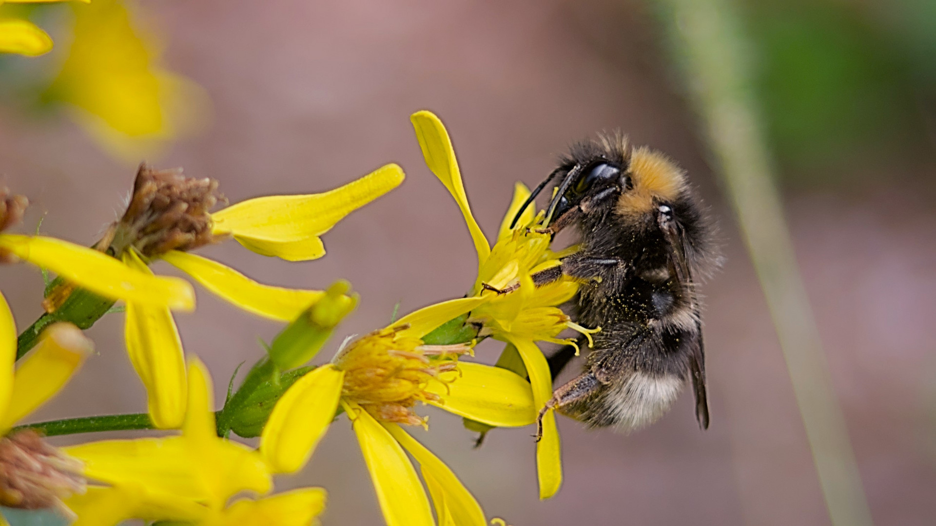 Unbestimmte, aber gut gelaunte Hummel im Wald.