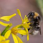 Unbestimmte, aber gut gelaunte Hummel im Wald.