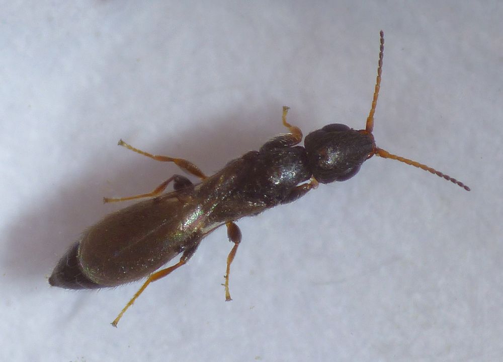 Unbestimmte Plattwespe (Bethylidae)
