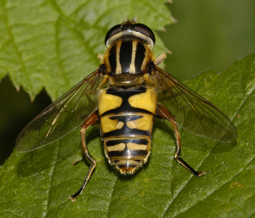 unbestimmte Schwebfliege