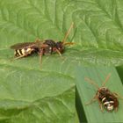 Unbestimmte Wespenbiene (Nomada sp.)