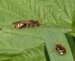 Unbestimmte Wespenbiene (Nomada sp.)