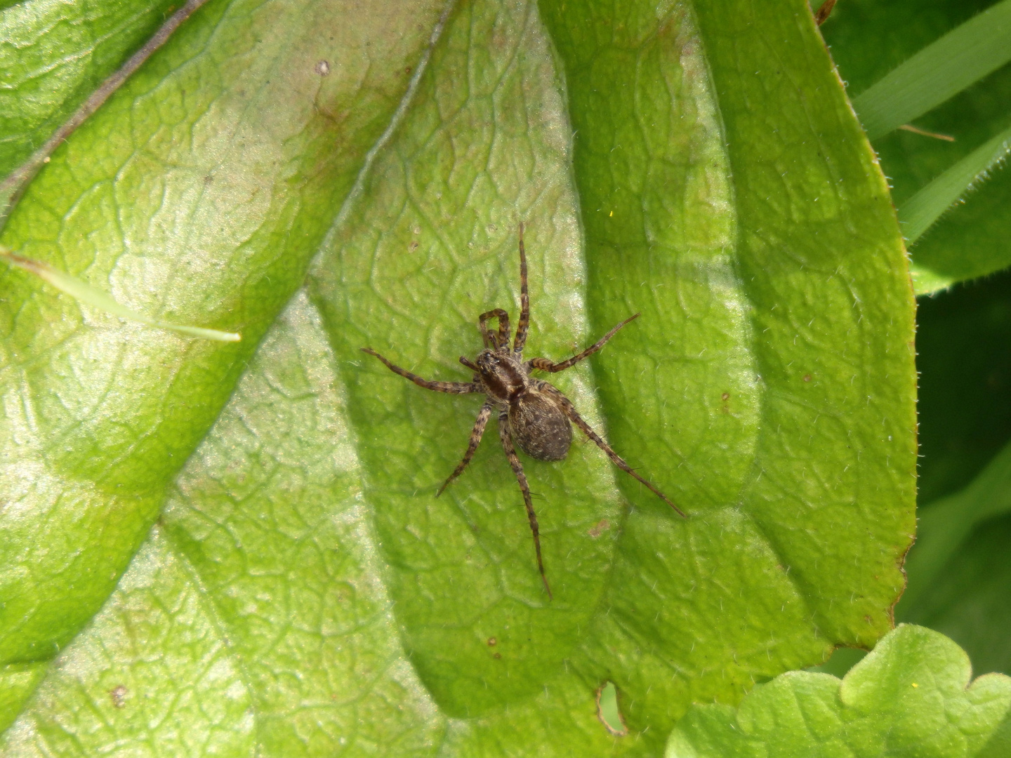 Unbestimmte Wolfsspinne (Pardosa sp.)