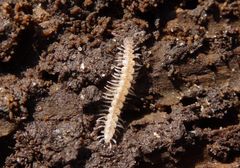 Unbestimmter Bandfüßer im heimischen Garten