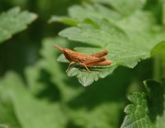 Unbestimmter brauner Grashüpfer im heimischen Garten