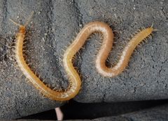 Unbestimmter Erdläufer (Geophilomorpha) - ein Hundertfüßer