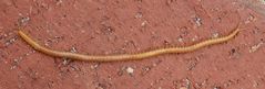 Unbestimmter Erdläufer (Geophilomorpha) - ein Hundertfüßer