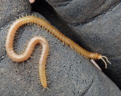 Unbestimmter Erdläufer (Geophilomorpha) - ein Hundertfüßer