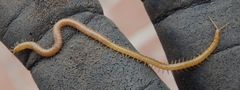 Unbestimmter Erdläufer (Geophilomorpha) - ein Hundertfüßer