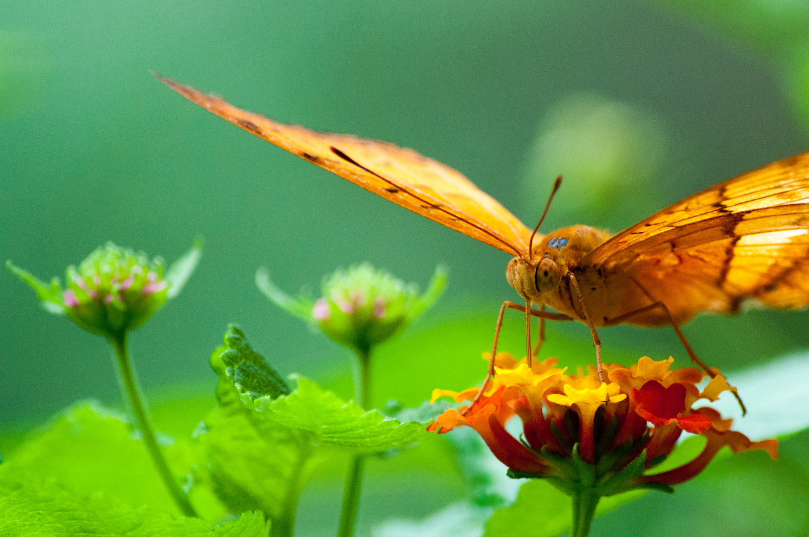 Unbestimmter Schmetterling