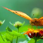 Unbestimmter Schmetterling