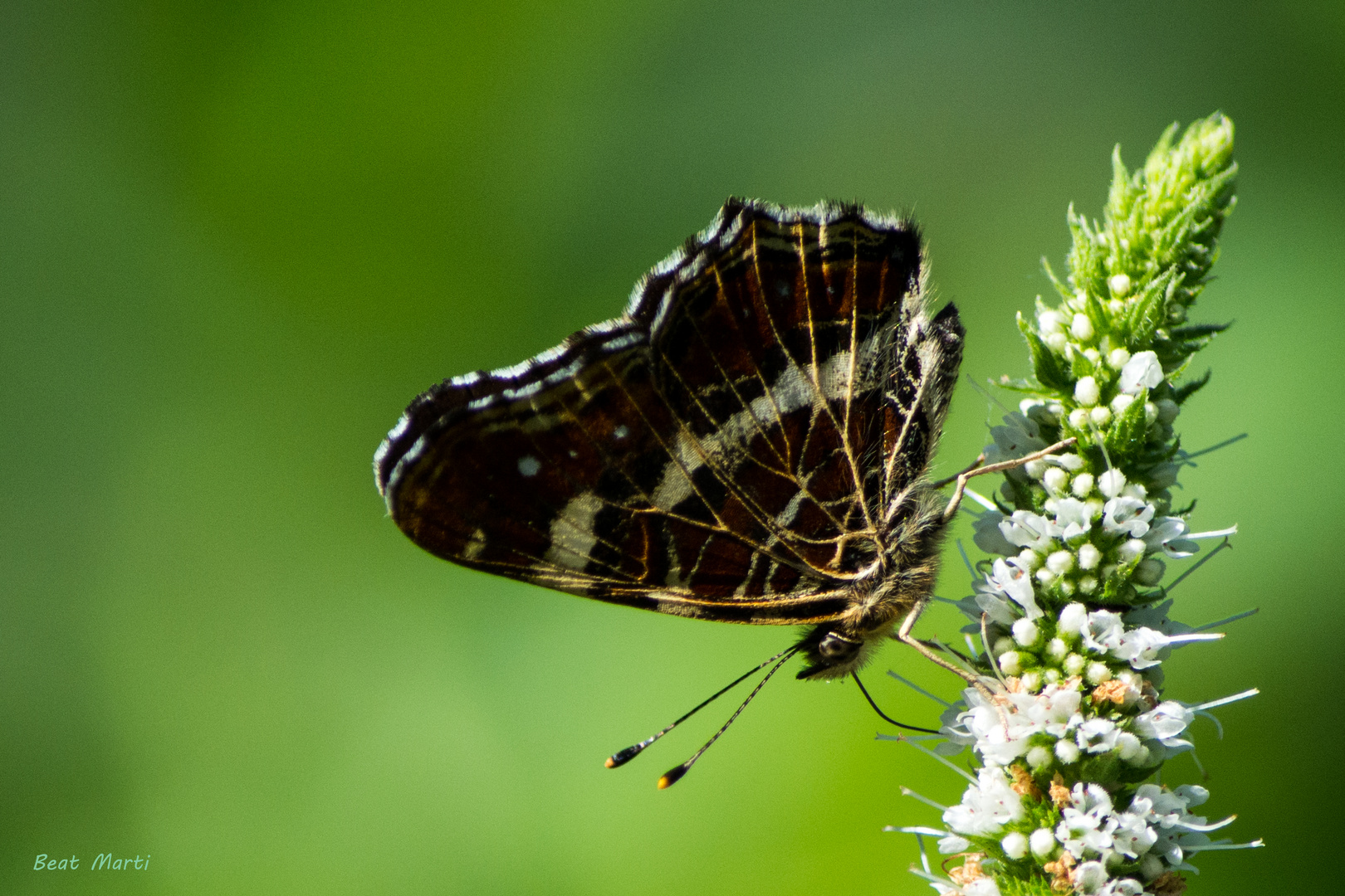 unbestimmter Schmetterling