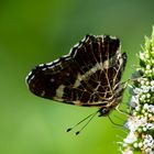 unbestimmter Schmetterling