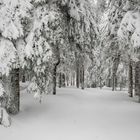 unbeührter Winterwald