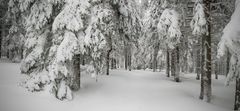 unbeührter Winterwald