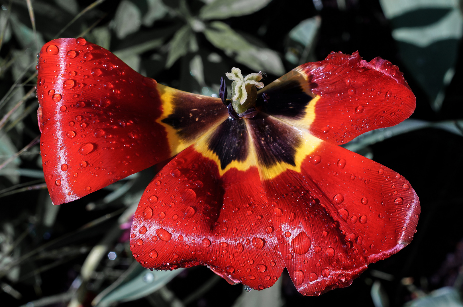 unbeugsam Schön Foto & Bild naturmakros, naturkreativ