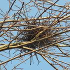 unbewohntes Nest............