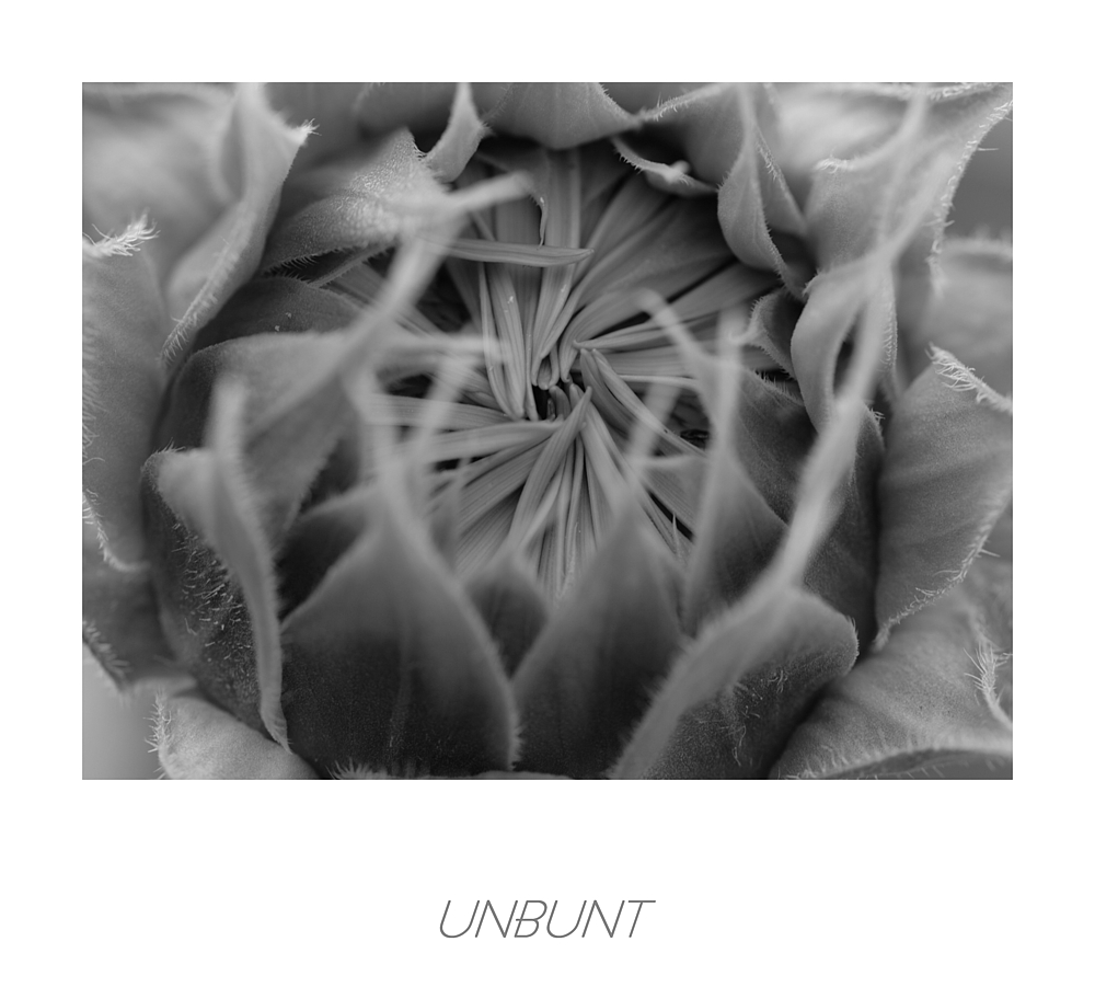 unbunt