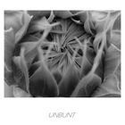 unbunt