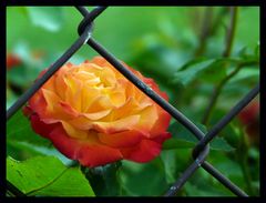 unchain my rose