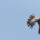 Und ab dafür.. Kuckuck beim Haken schlagen