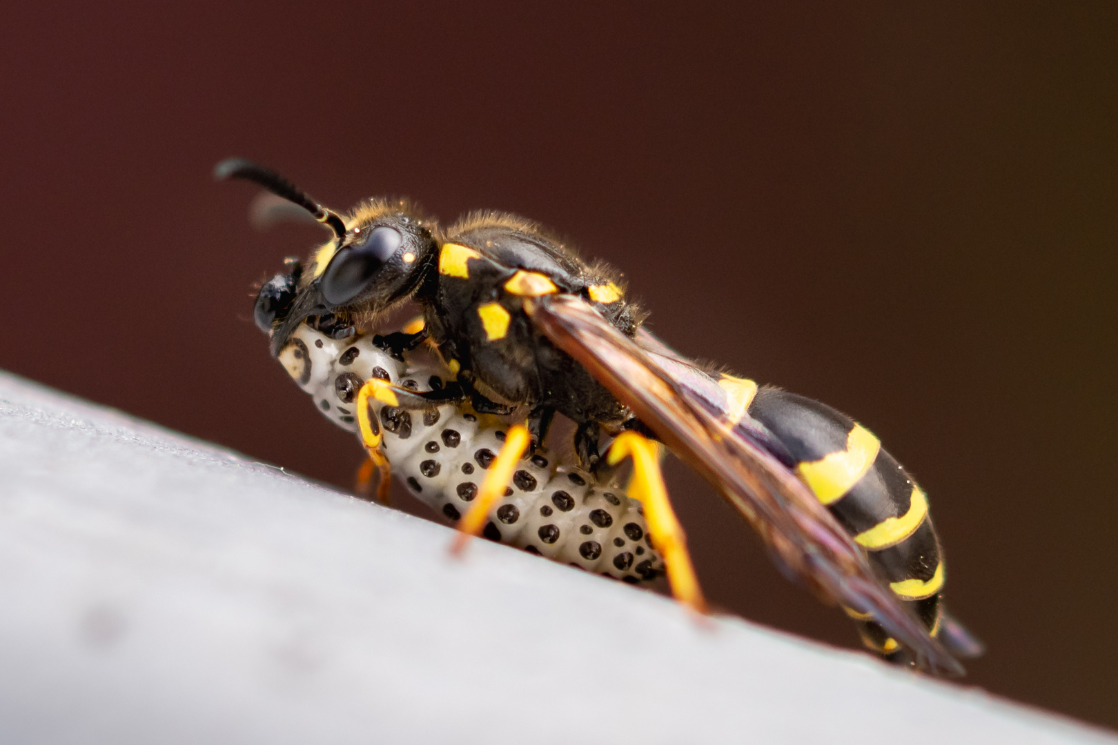 Und ab ins Insektenhotel