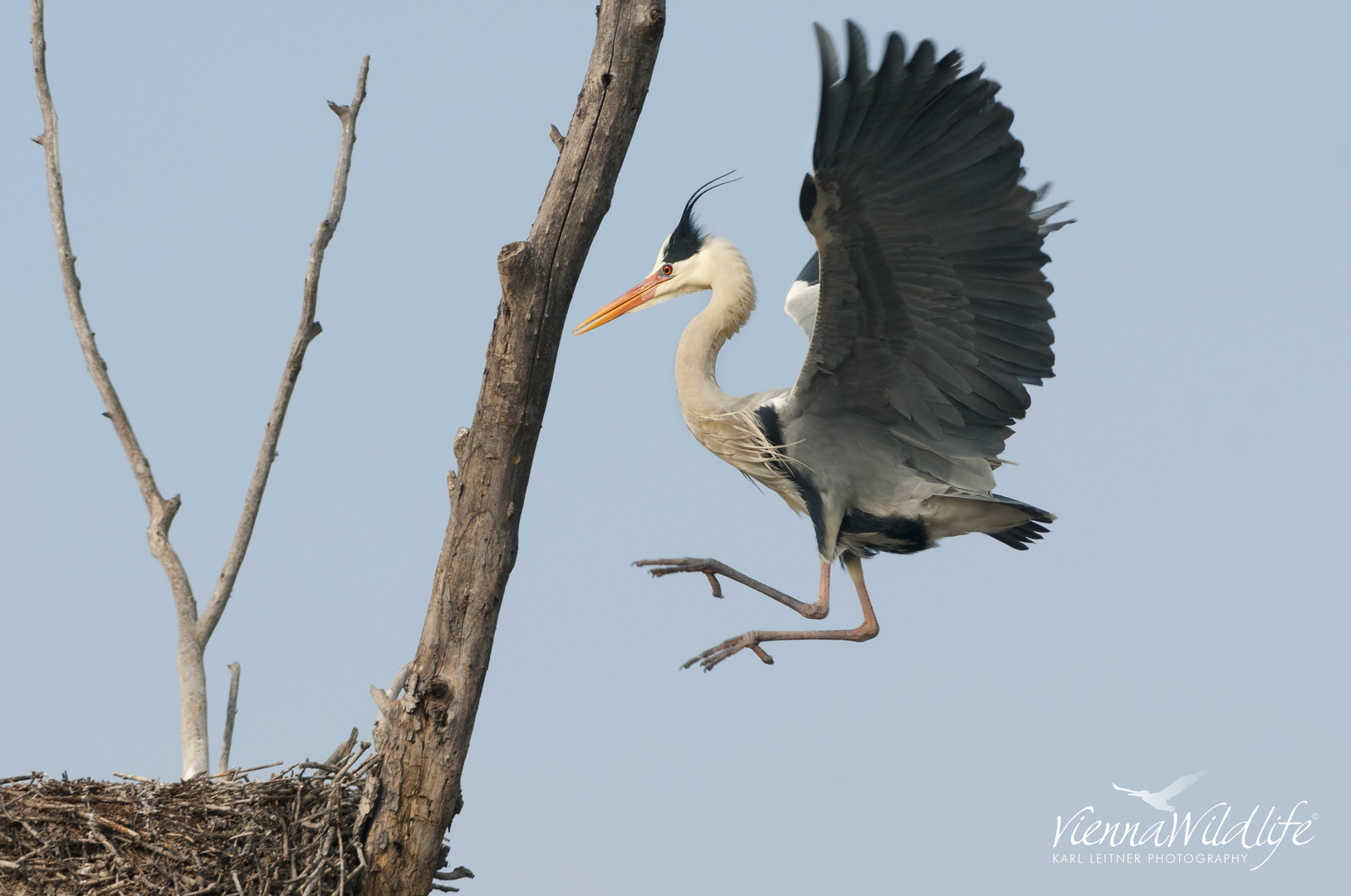 "und ab ins Nest"