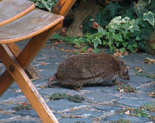 und ab über die Terasse Foto & Bild | tiere, wildlife, säugetiere
