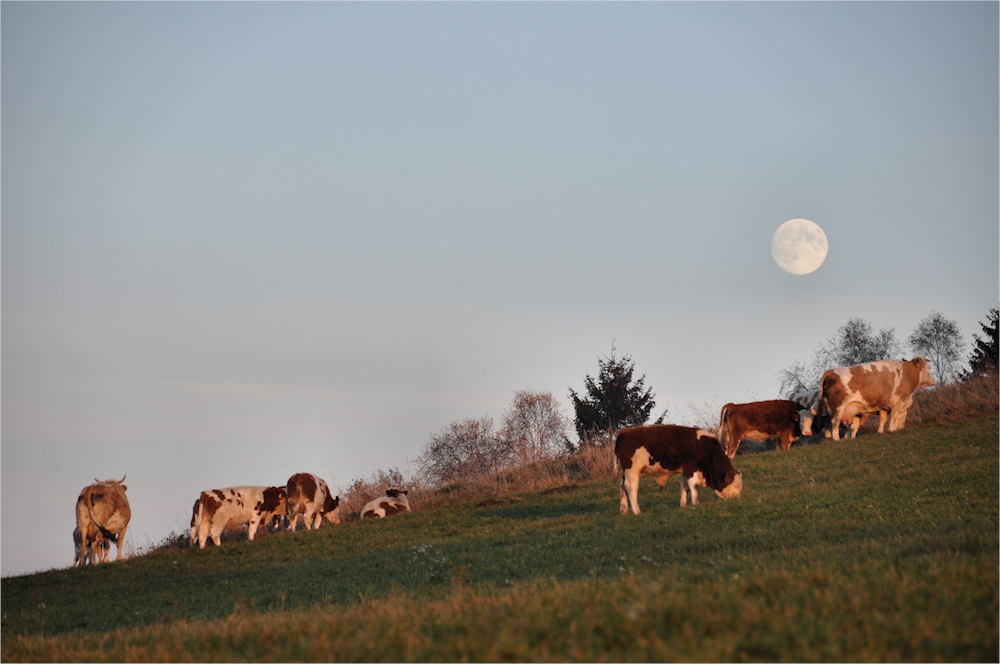 und Abends kommt der MOND