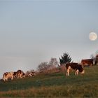 und Abends kommt der MOND