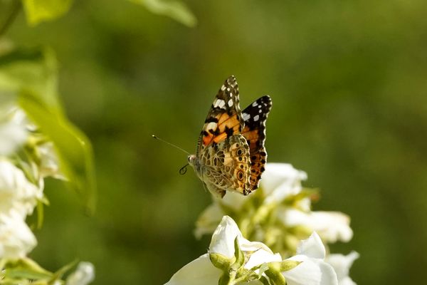 ...und Abflug: Distelfalter