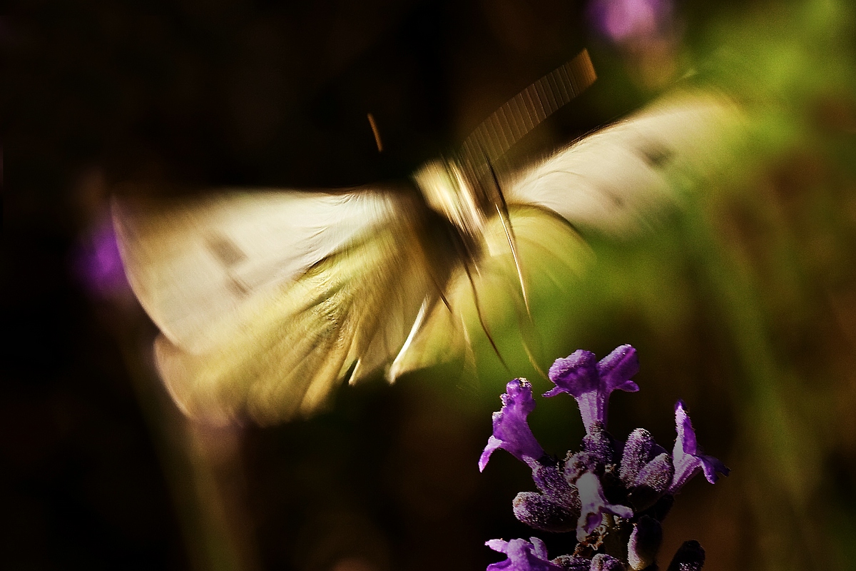 Und Abflug in den Schatten.