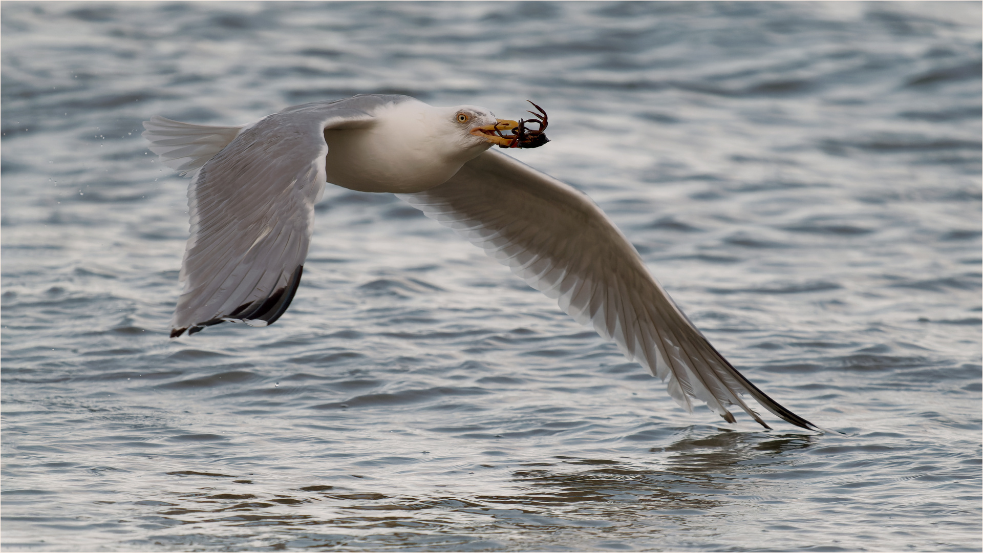 und Abflug mit dem Krebs im Schnabel  .....