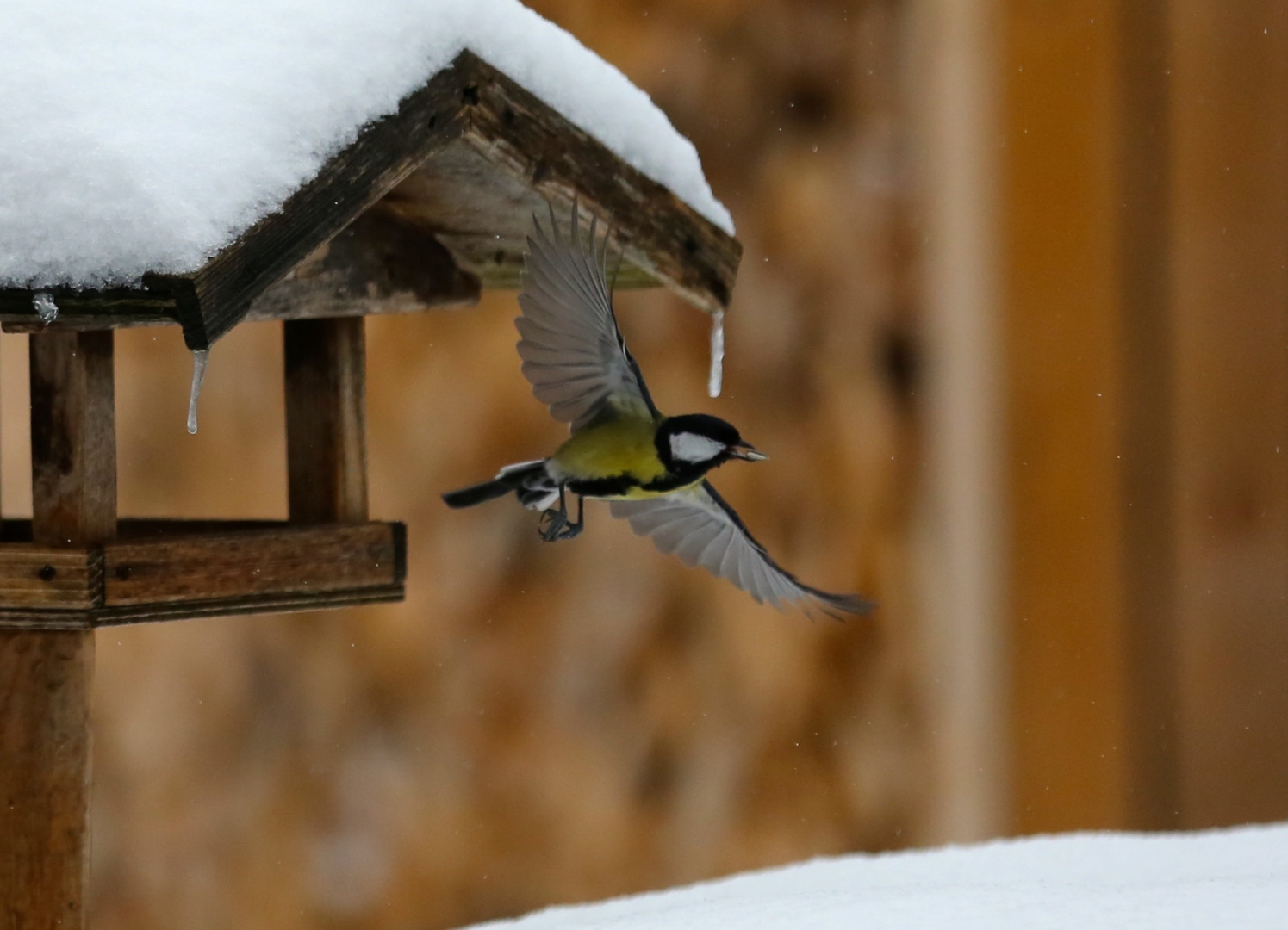 ... und Abflug mit der Beute