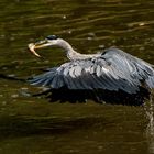 Und Abflug zum ruhigen Verspeisen der Beute am Ufer. 