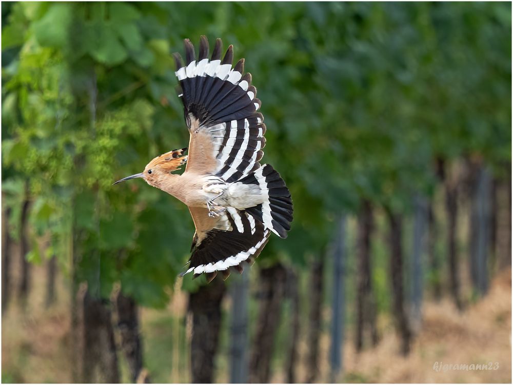 ...und ab...in den weinberg ...